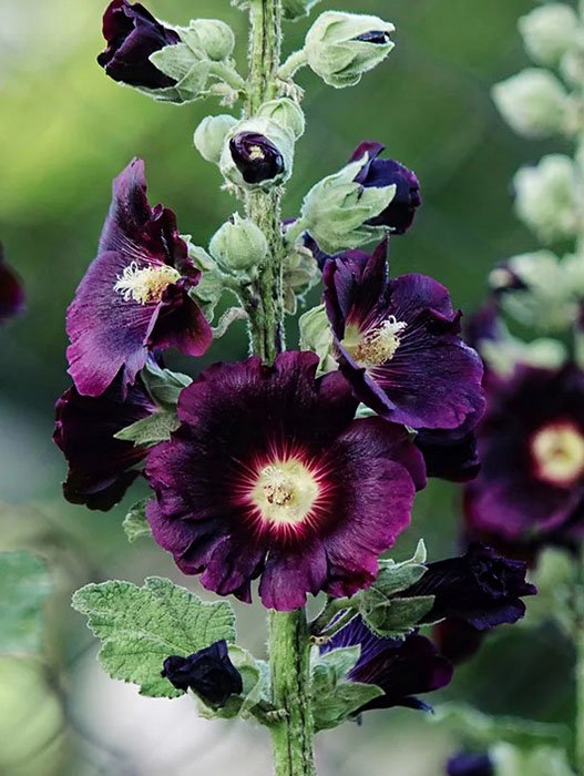 Превью изображения