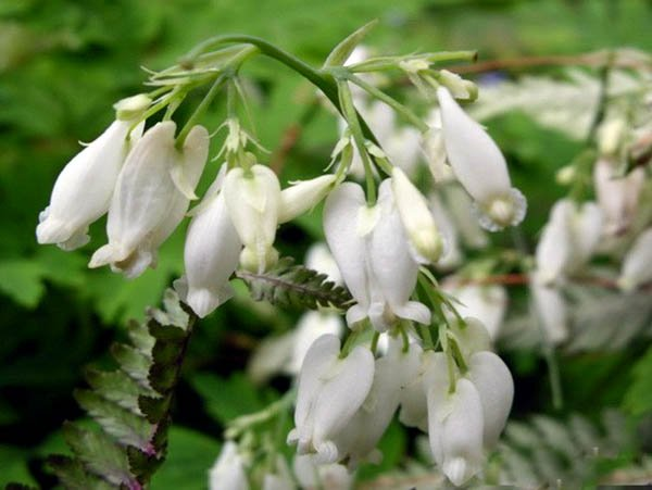 Превью изображения