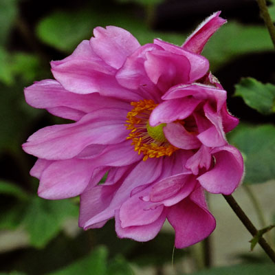 Превью изображения