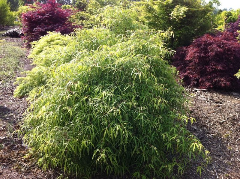 Превью изображения