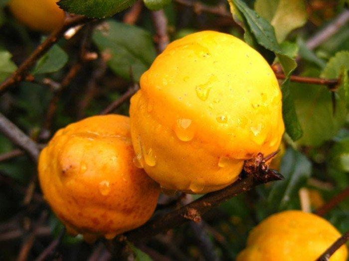 Превью изображения