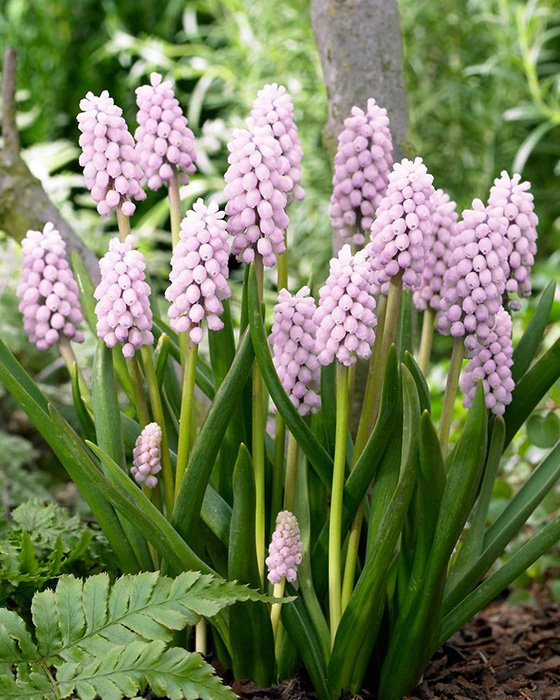 Превью изображения