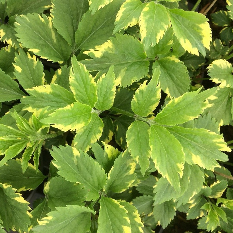 Превью изображения