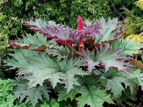 Превью изображения