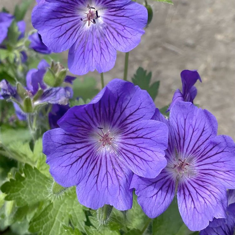 Превью изображения