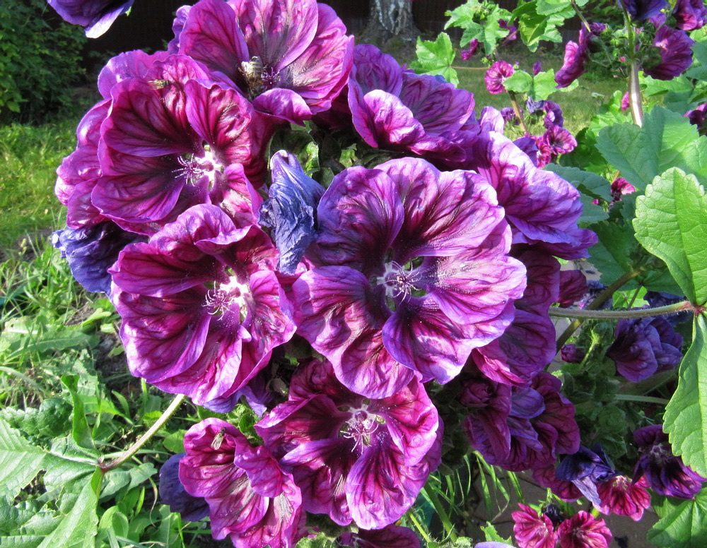 Превью изображения