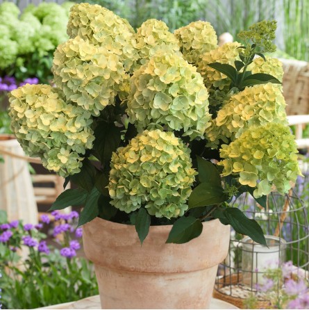 Превью изображения