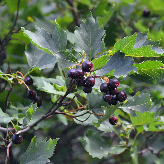 Превью изображения