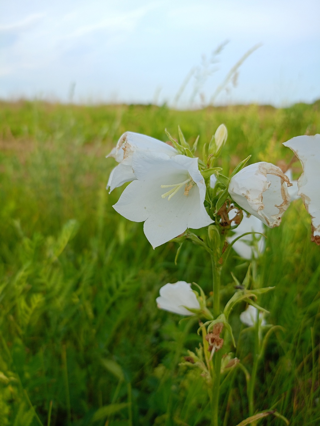 Превью изображения