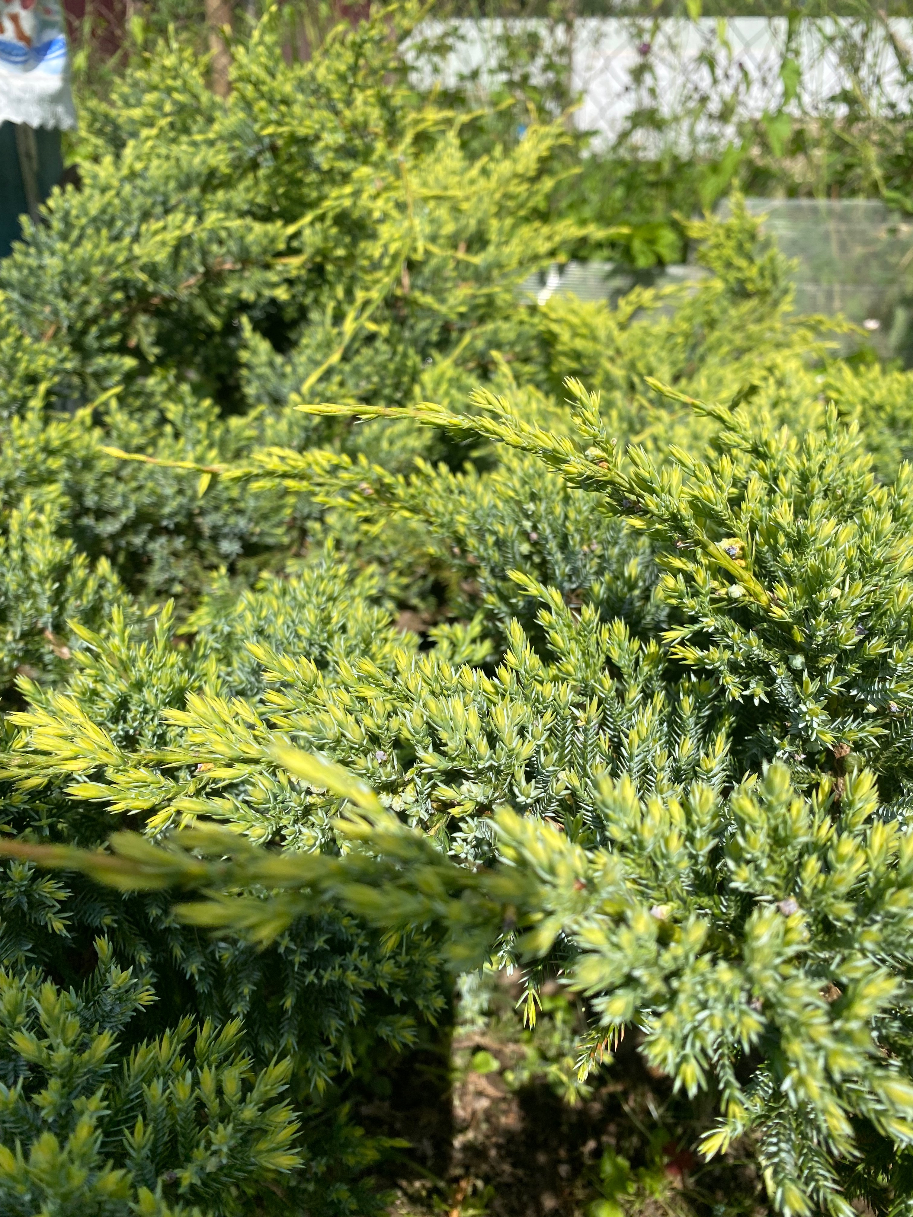 Превью изображения