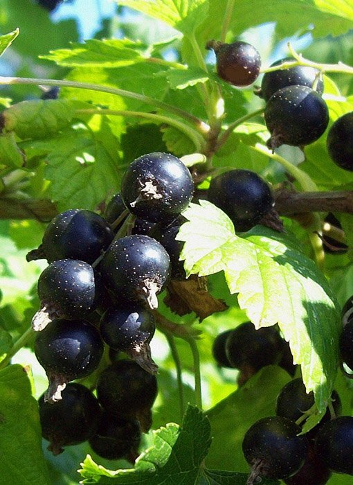 Превью изображения