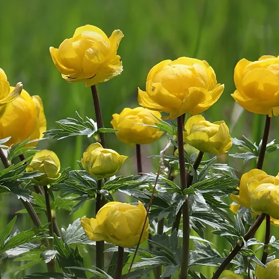 Превью изображения