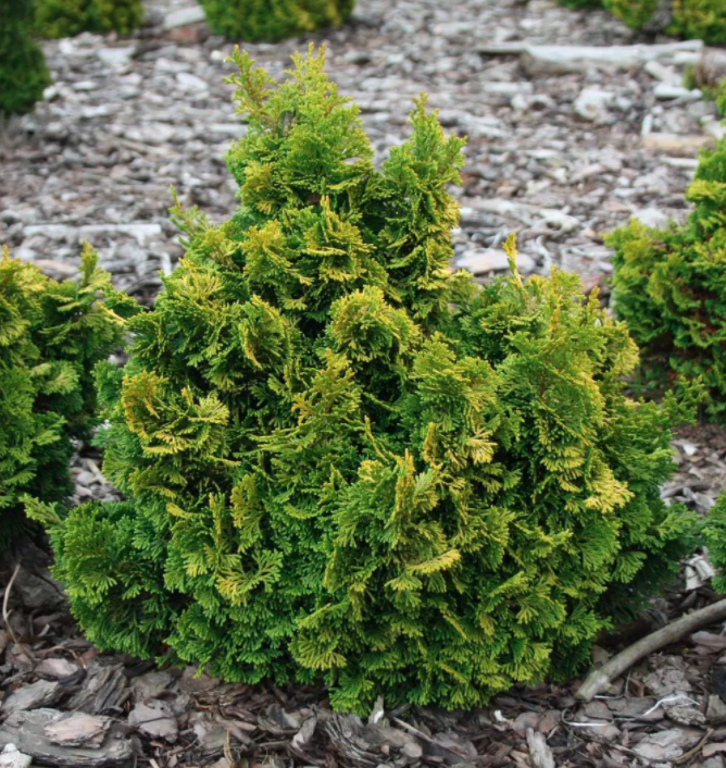 Превью изображения