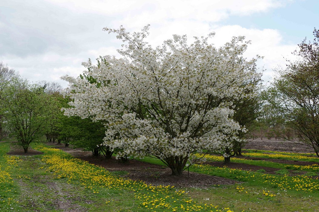 Превью изображения