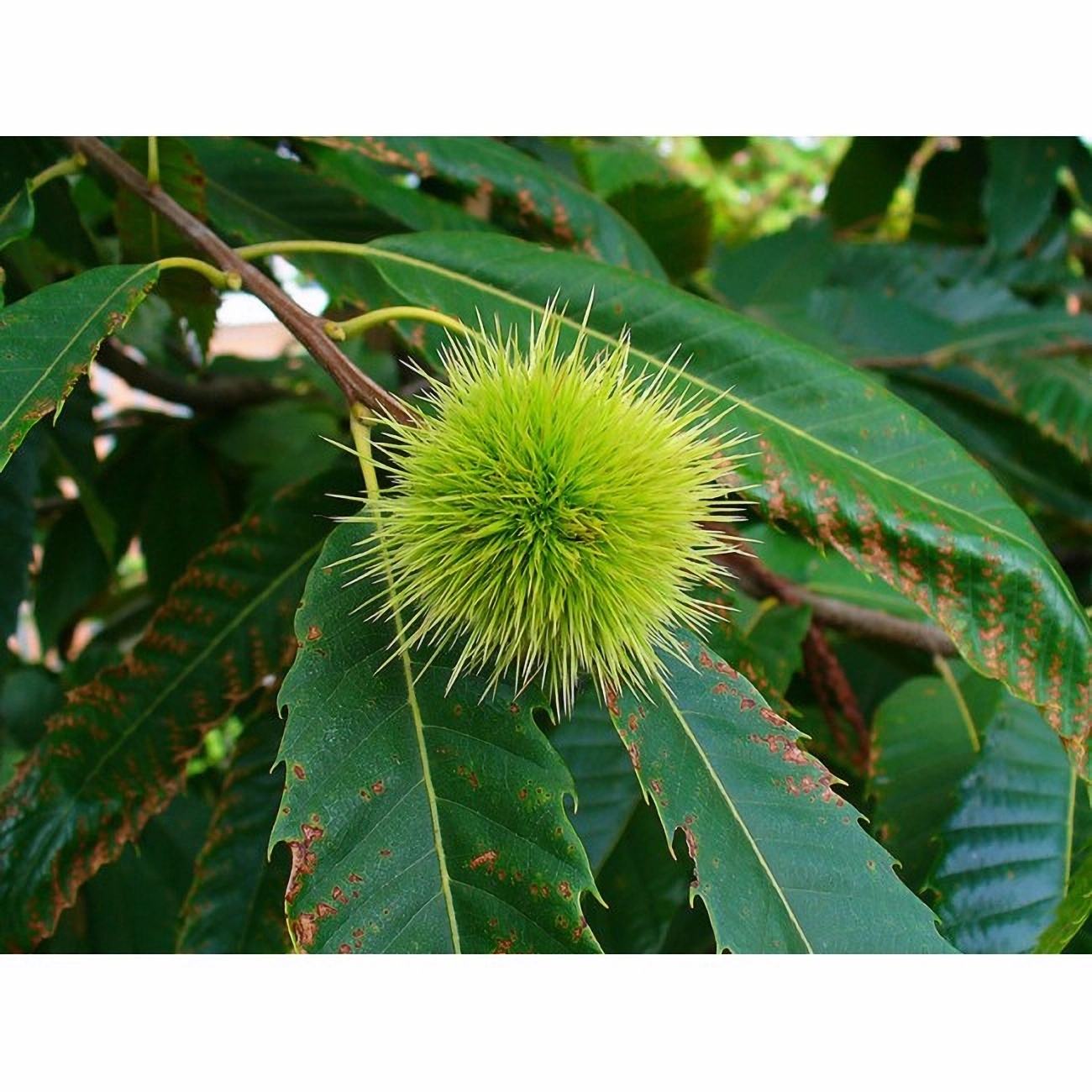 Превью изображения