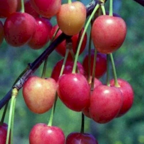 Превью изображения