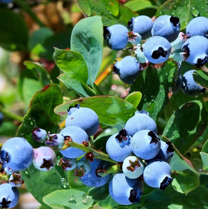 Превью изображения