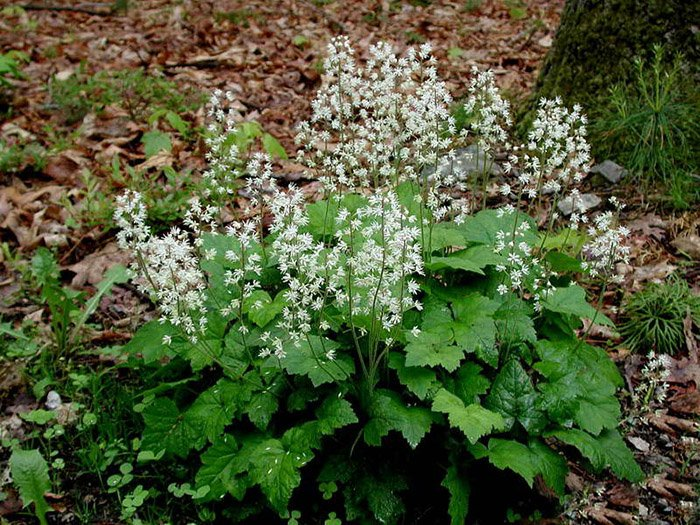 Превью изображения