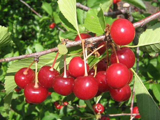 Превью изображения