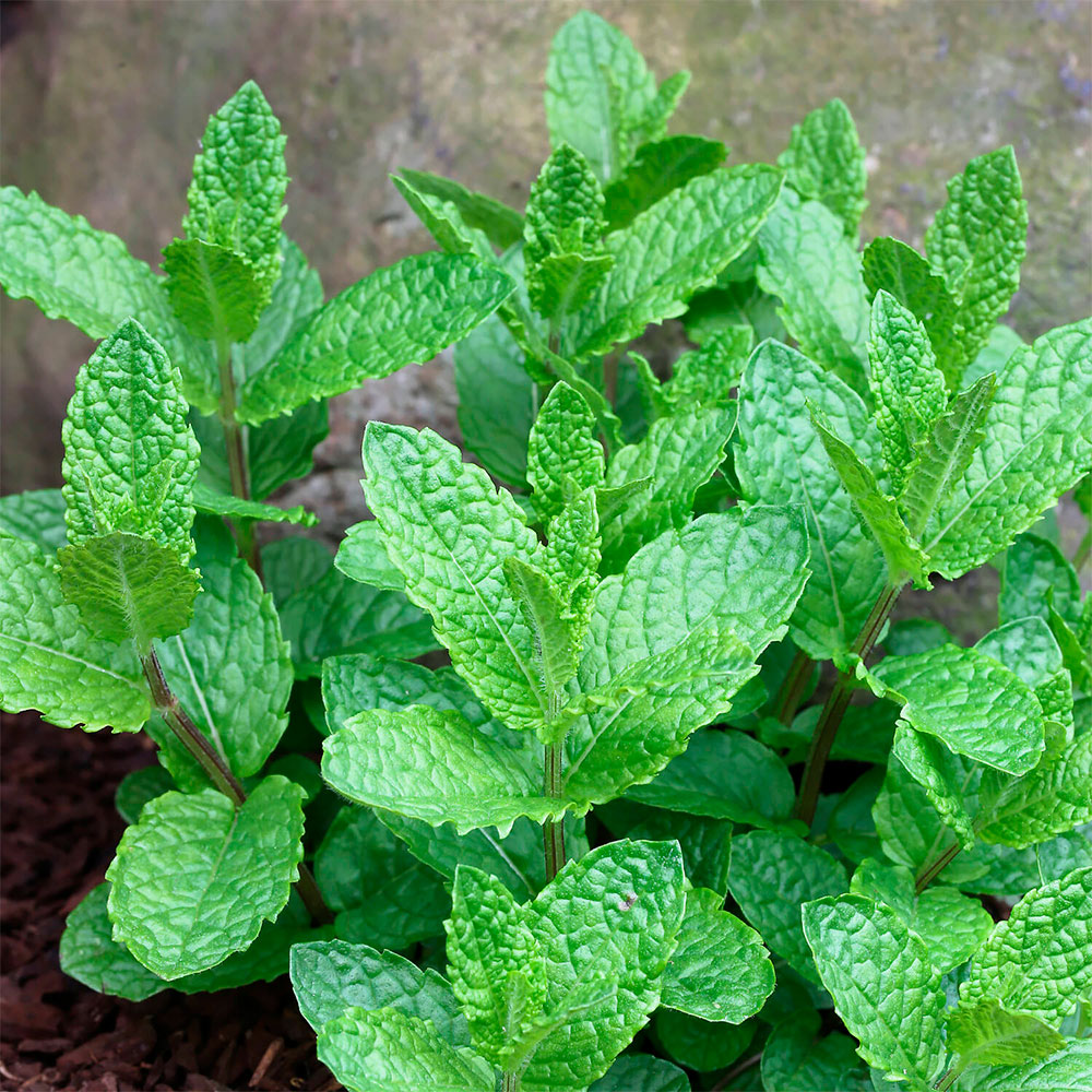 Превью изображения