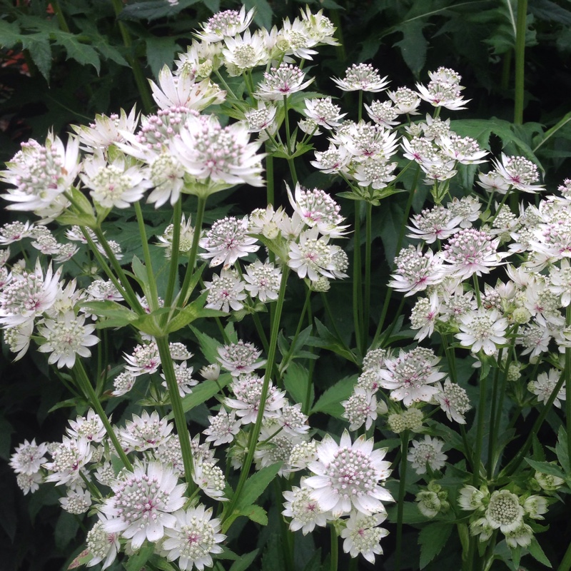 Превью изображения