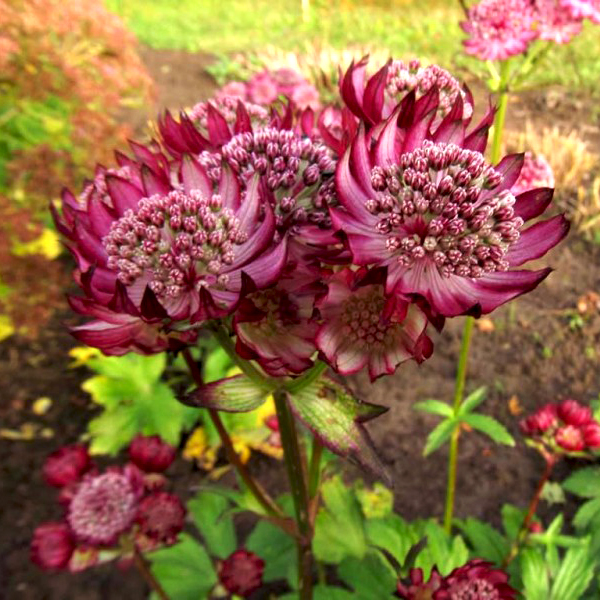 Превью изображения