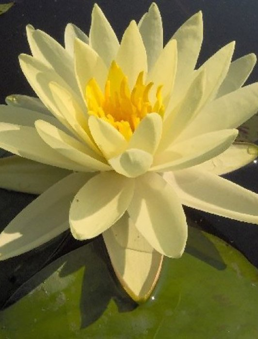 Превью изображения