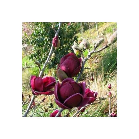 Превью изображения