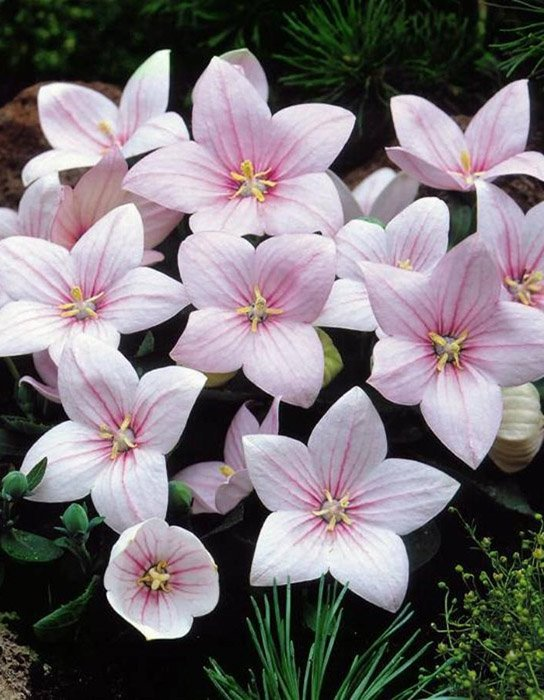 Превью изображения