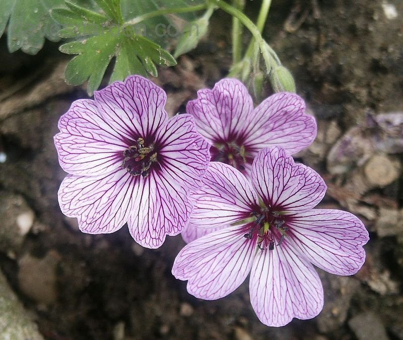 Превью изображения