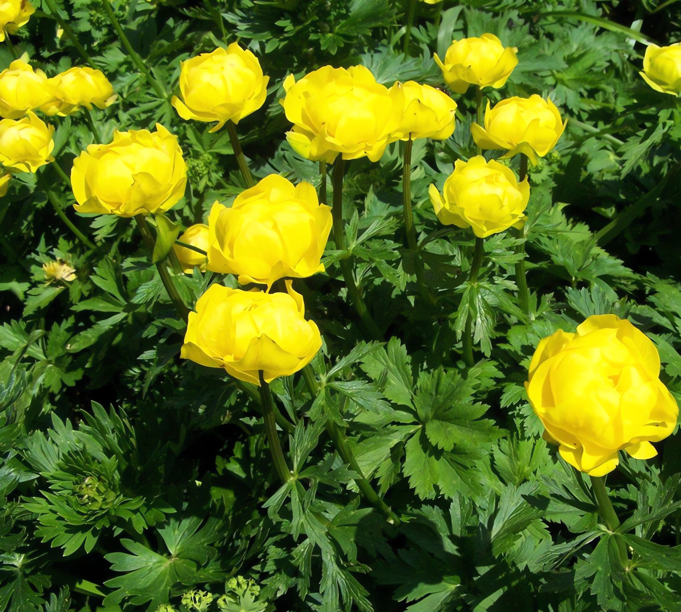 Превью изображения