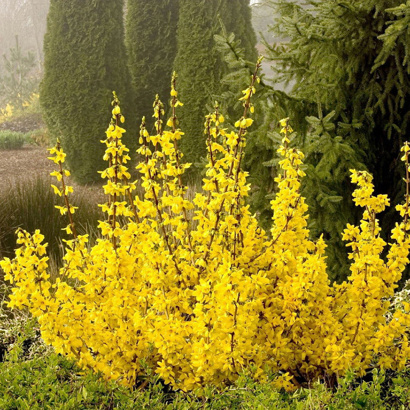 Превью изображения