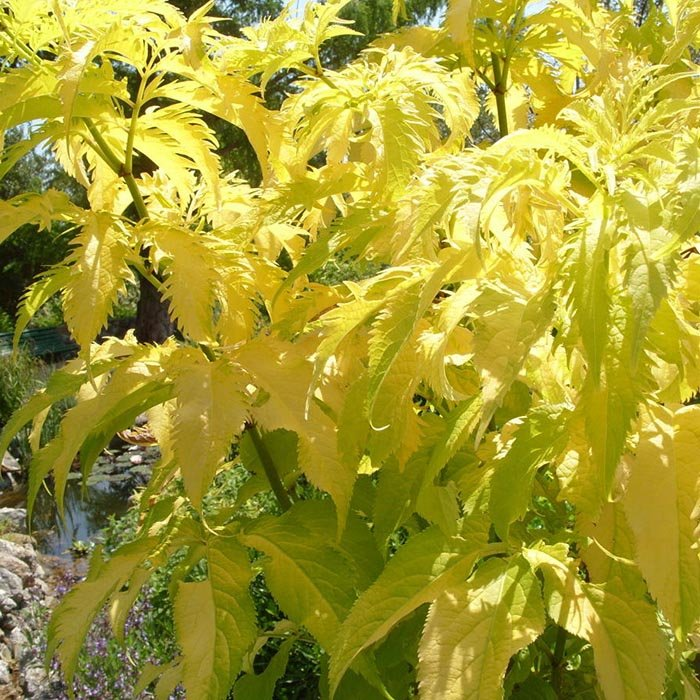 Превью изображения