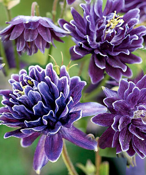 Превью изображения