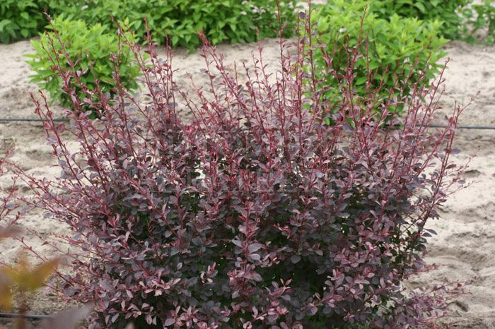 Превью изображения