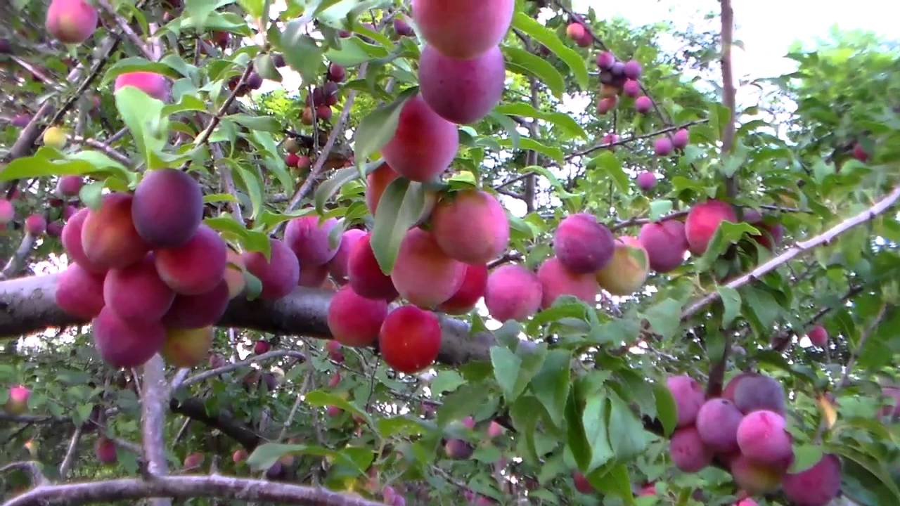 Превью изображения