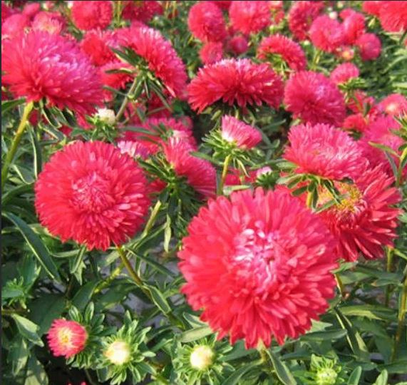 Превью изображения