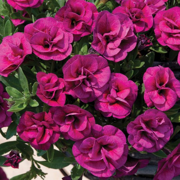 Превью изображения