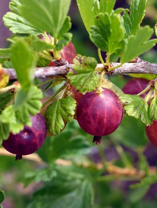 Превью изображения