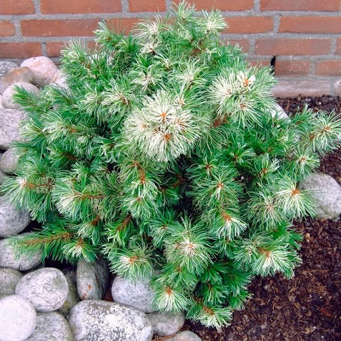 Превью изображения