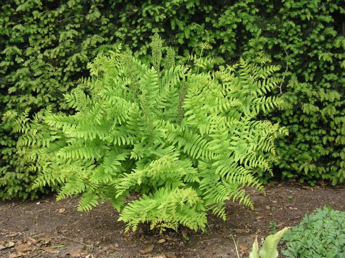 Превью изображения