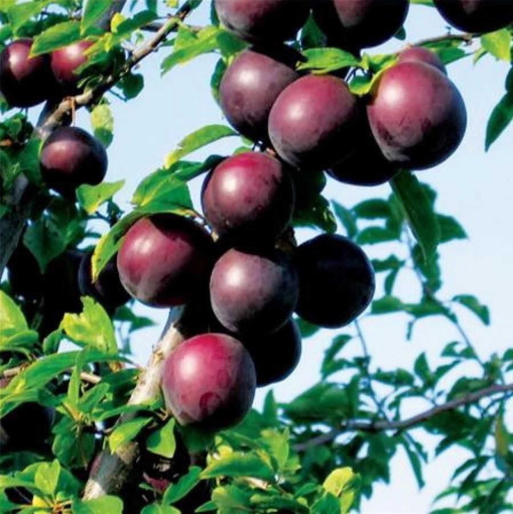 Превью изображения