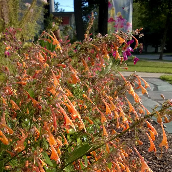 Превью изображения