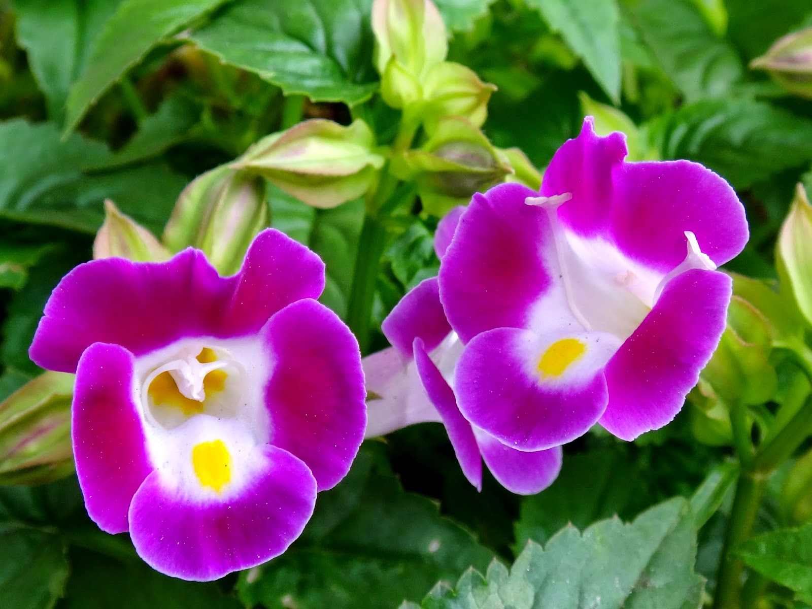 Превью изображения