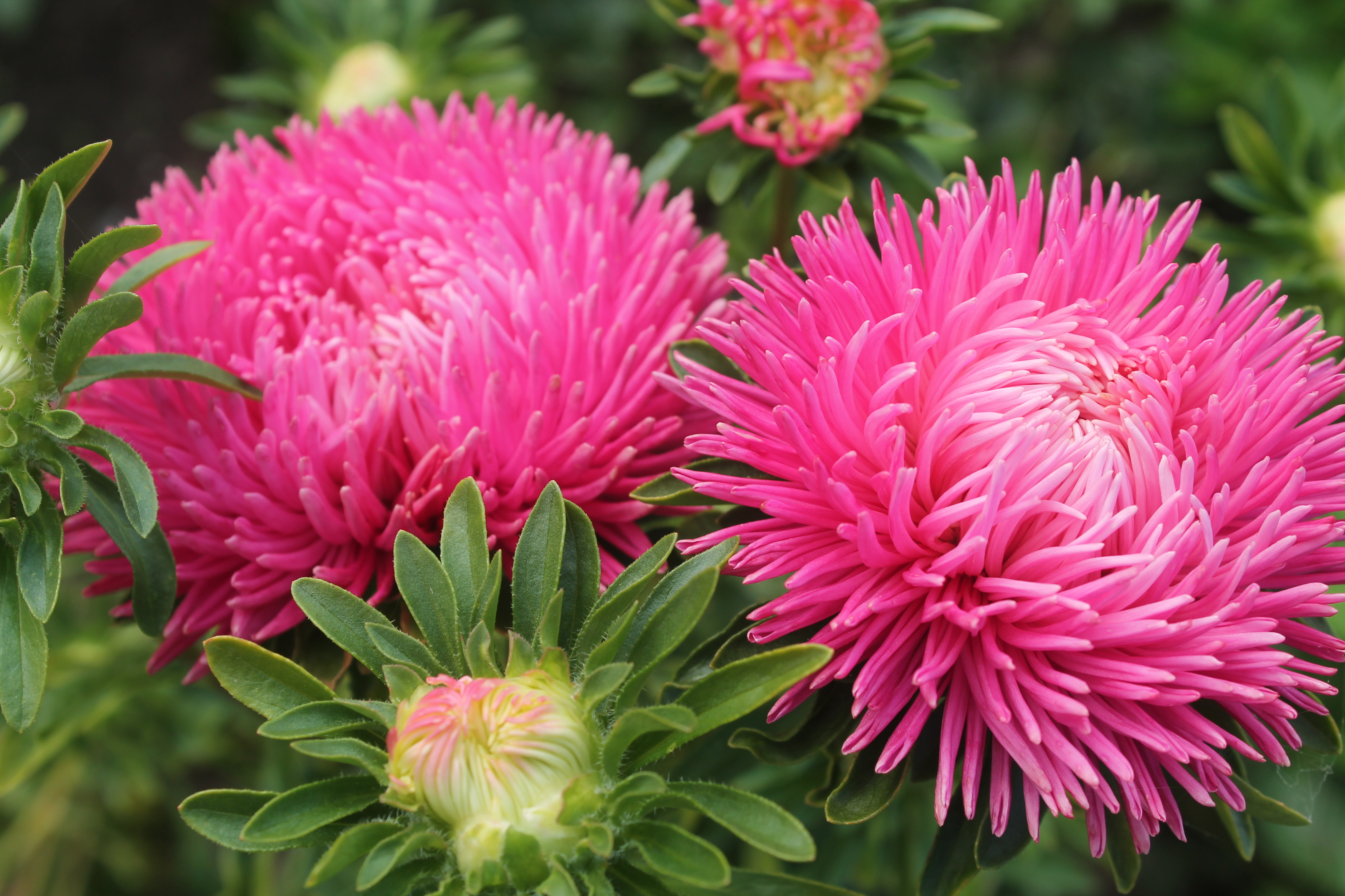 Превью изображения