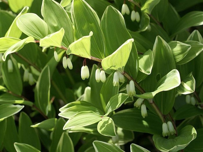 Превью изображения