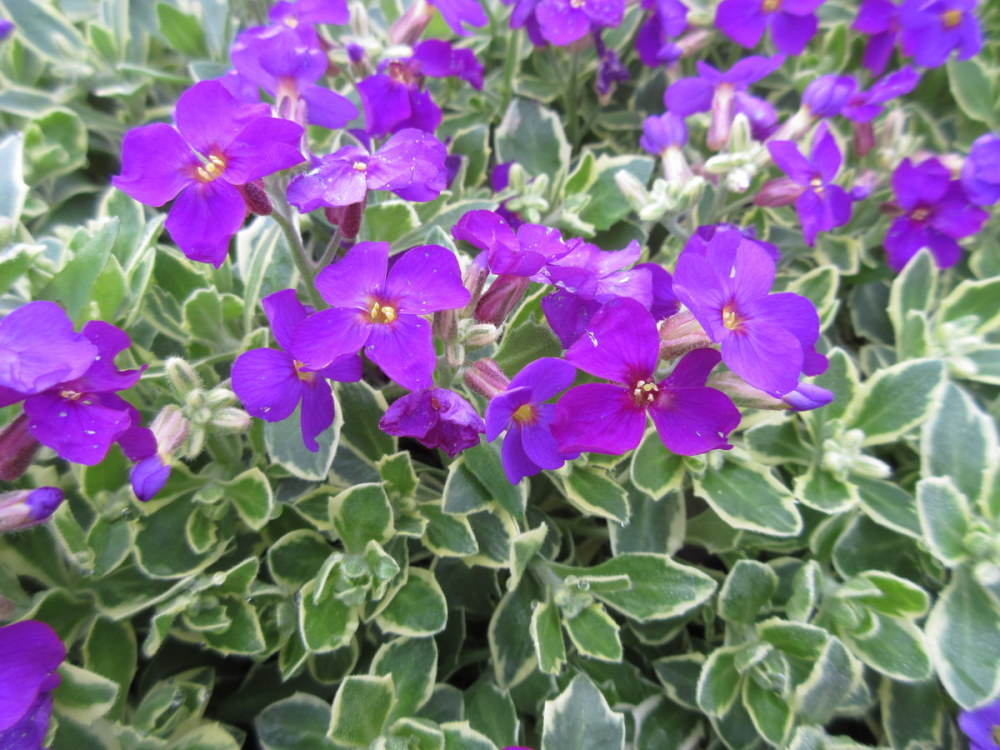 Превью изображения