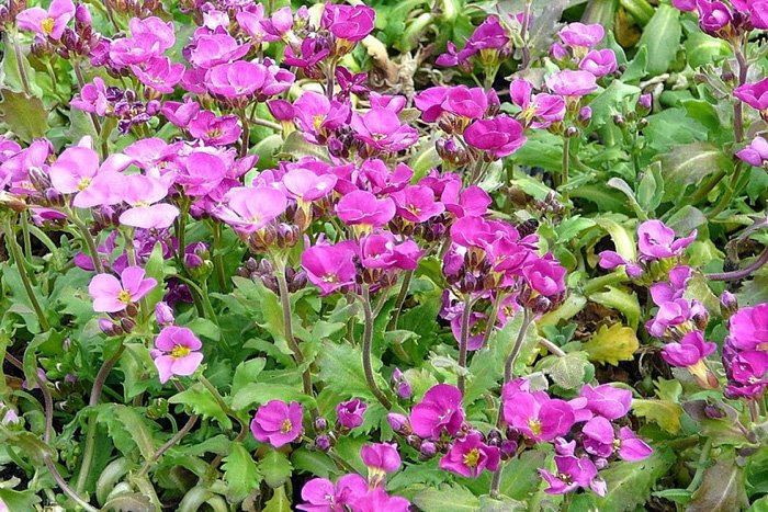 Превью изображения