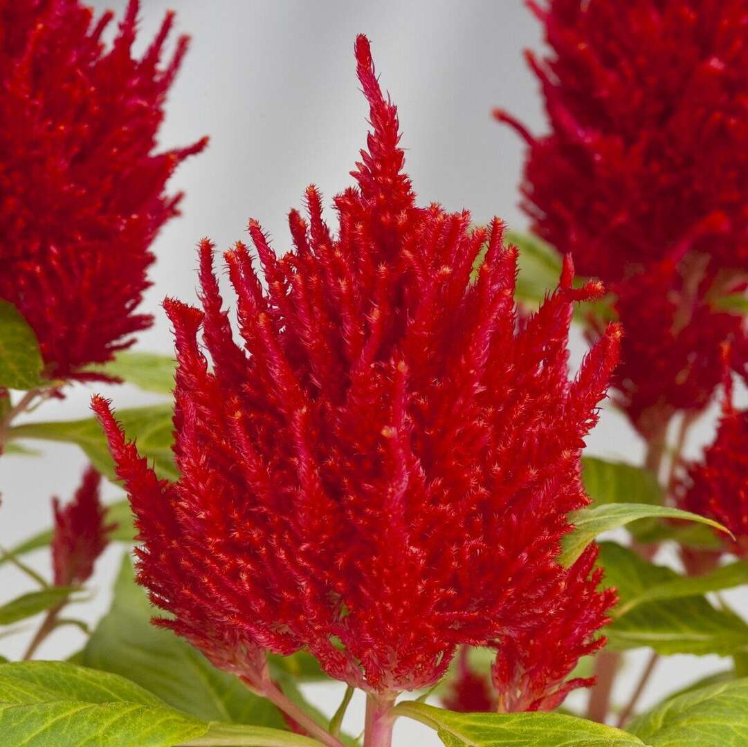 Превью изображения