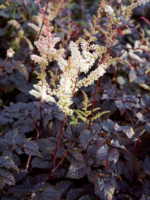 Превью изображения